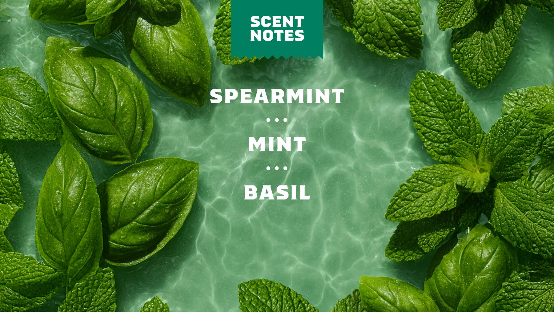 Spearmint Basil - Rugged Routine