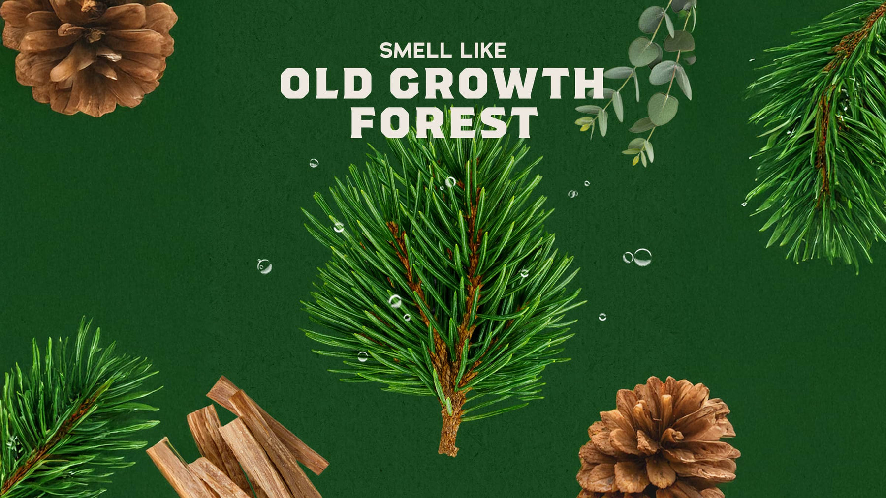 Pine Tar - Daily Fresh Clean